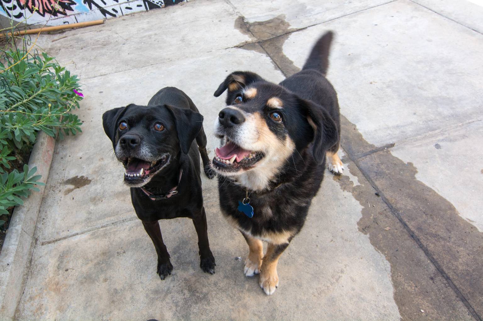 Happy dog at pet sitter